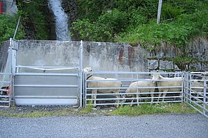 Mehrere weisse Schafe warten hintereinander in einer metallenen Umzäunung.