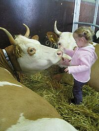 Petite fille à côté d'une vache