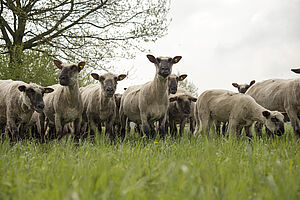 Moutons dans un pré