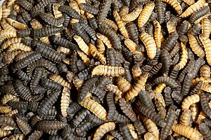 C’est avec le 5ème stade larvaire du la mouche soldat noire qu’on fabrique de la farine. C’est le moment où les asticots sont tués. Dans la nature, ces asticots se nymphosent peu de temps après. Photo: FiBL, Thomas Alföldi