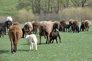 [Translate to Französisch:] Schafe auf der Weide