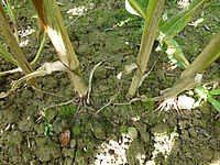 La photo montre le sol au niveau de la base des tiges de maïs mur. le sol est propre, il n'y a pas de mauvaises herbes.
