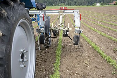 La roue arrière d'un tracteur avec un outil attelé entre les lignes de semis dans un champ