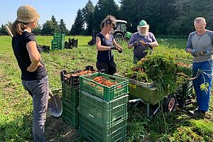 Récolte de carottes réservées aux paniers de légumes à l’exploitation NaturGut Katzhof. Photo: Bio Suisse, Maya Frommelt