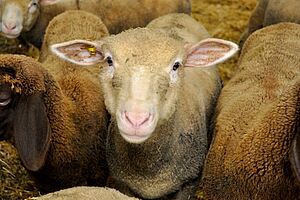 [Translate to Französisch:] Mehrere Schafe stehen nebeneinander, weisses Schaf in der Mitte schaut frontal in die Kamera.