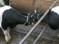 Deux vaches séparées par une barrière entrent en contact.
