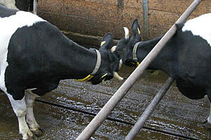 Deux vaches séparées par une barrière entrent en contact.