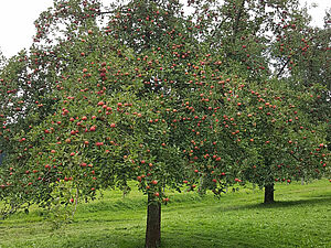Vieux pommier haute tige en automne avec beaucoup de pommes. En-dessous, le pâturage.