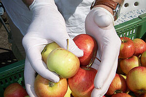 Des gants exempts de dithiocarbamates sont portés lors du tri des pommes. Photo: FiBL, Maurice Clerc