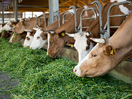 Vaches à l'étable en train de manger de l'herbe