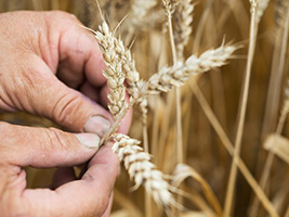 Deux mains examinent un épi dans un champ de blé