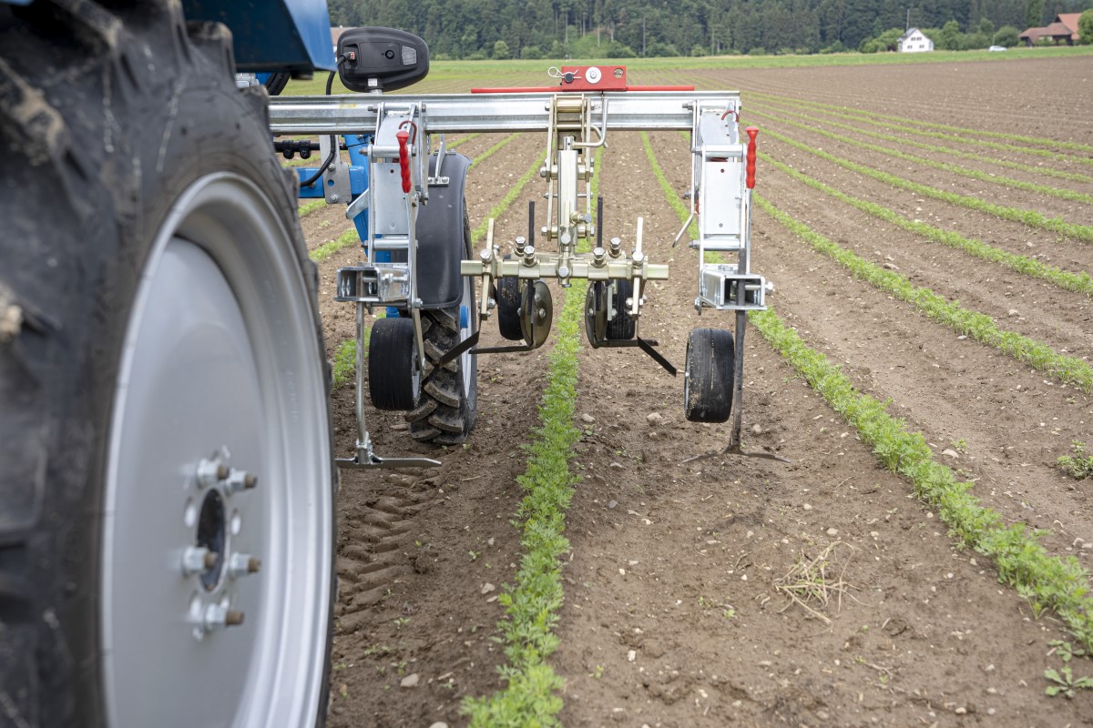 La roue arrière d'un tracteur avec un outil attelé entre les lignes de semis dans un champ
