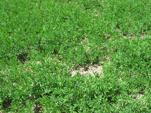 Champ avec jeunes plantes de lentilles