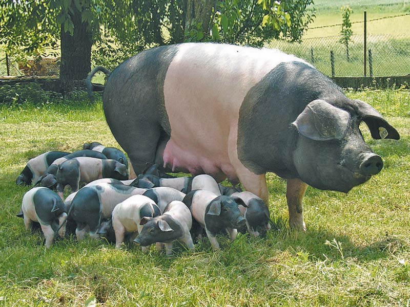 bio porc)