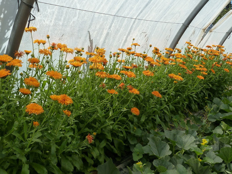 Couverture phytosanitaire pour assurer le bien-être de vos plantes en hiver