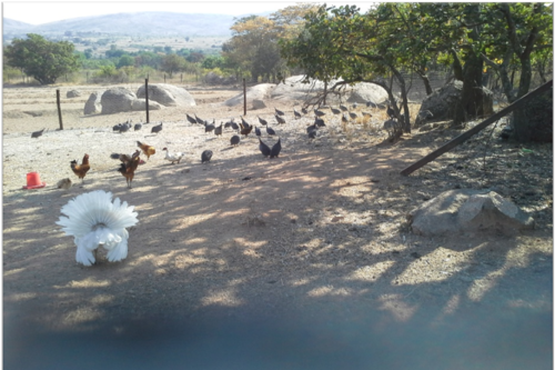 L'élevage de volailles au Zimbabwe.