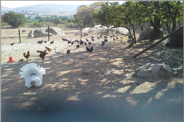 L'élevage de volailles au Zimbabwe.