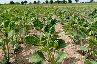 Plantes de soja aux feuilles ridées.