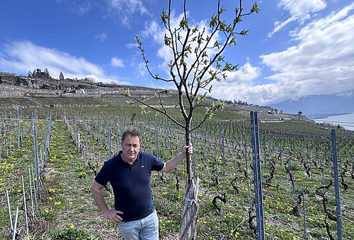 Alain Canet pose dans les vignes de RIvaz, en s'appuyant sur un arbre planté par André Bélard, qui pratique la vitiforesterie. 