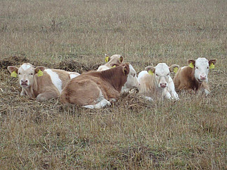 Groupe de veaux couchés dans un pâturage