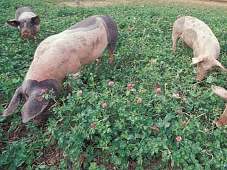 des porcs dans un champ de trèfle