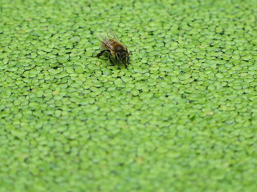 Abeille assise et buvant entre des lentilles d'eau vertes.