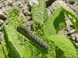 Chenille de Heliothis peltigera. Photo: (c) Agroscope ACW, Claude-Alain Carron