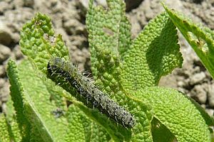 Chenille de Heliothis peltigera. Photo: (c) Agroscope ACW, Claude-Alain Carron