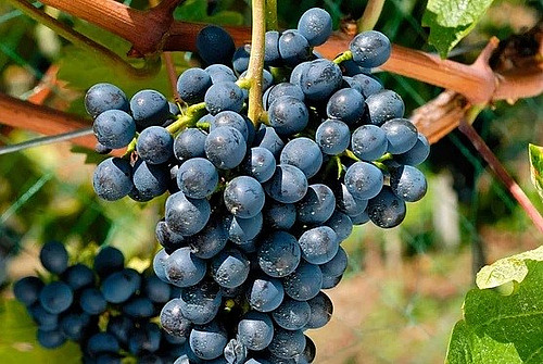 grappe de raisin sur cep