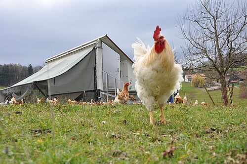 Un coqu blanc dans l'herbe et devant des poules