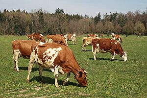 Des vaches brunes et blanches se nourrissent dans une prairie verte, avec une forêt en arrière-plan.  