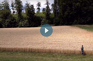 Un agriculteur devant un champ de blé mûr