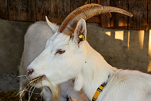 Une chèvre blanche.