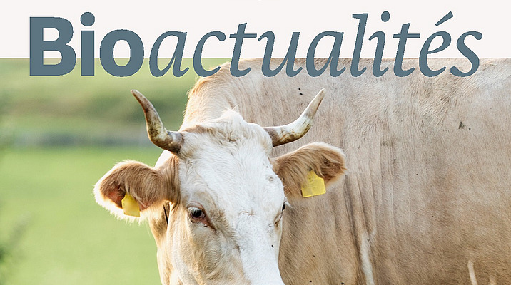 Page de couverture du Bioactualités 7|25: Une vache avec des cornes dans un pré. Elle entre dans le champ par la droite.