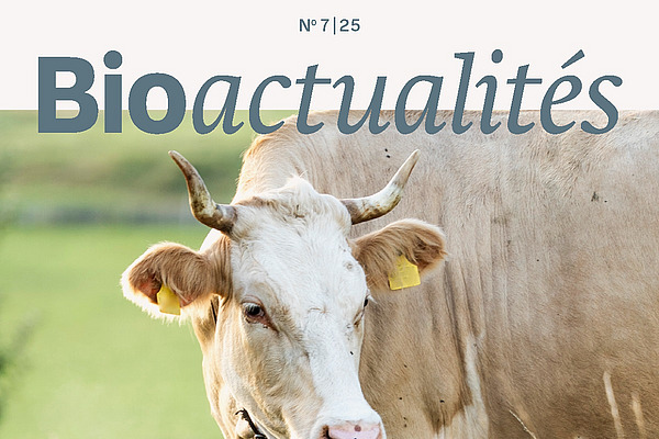 Page de couverture du Bioactualités 7|25: Une vache avec des cornes dans un pré. Elle entre dans le champ par la droite.