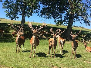 Environ 8 cerfs se trouvent dans un champ; il y a deux arbres en arrière-plan.