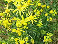 Séneçon jacobée en pleine floraison