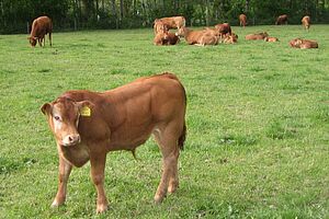 remontes d’engraissement de Limousin sur la pâturage