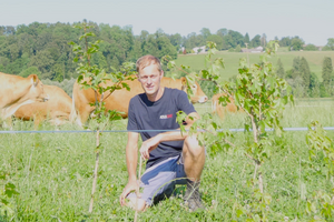 Un homme est assis entre deux petits arbres avec des vaches en arrière-plan. 