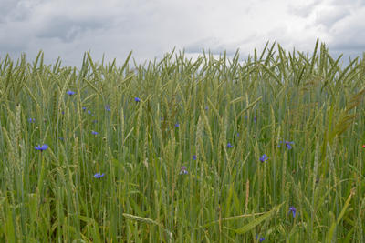 Un champ d'épeautre et de bleuets en fleurs. 