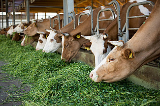 Les vaches à cornes mangent de l'herbe fraîche dans l'étable.