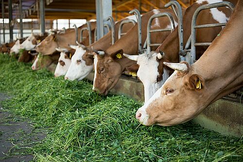 Les vaches à cornes mangent de l'herbe fraîche dans l'étable.