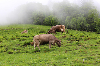 Deux vaches brunes paissent sur un pâturage escarpé dans les montagnes.