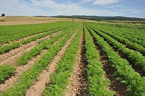 Un champ avec des rangées de carottes bio