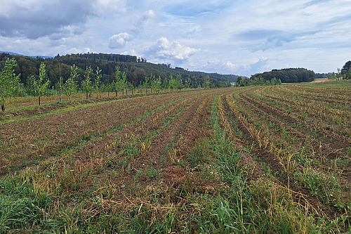 Vue sur un champ doté d'un système agroforestier et de gestion de l'eau déjà en place.