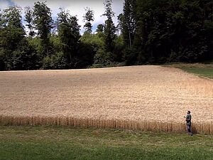 Un agriculteur devant un champ de blé mûr