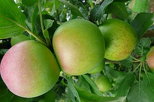 [Translate to Französisch:] reife, rosarot-grüne Äpfel am Baum