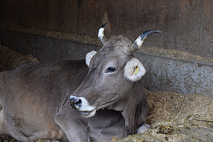 Vache brune ruminante et cornée, couchée dans le box à litière profonde.