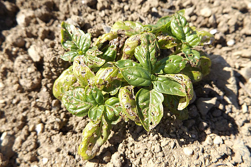 Petites plantes de basilic avec des trous et des colorations brunâtres sur les feuilles .
