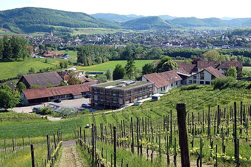 Depuis des vignes en pente, on voit, plus bas, une série de bâtiments.